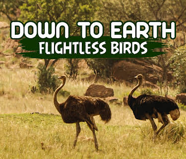 Down To Earth Flightless Birds (2024)