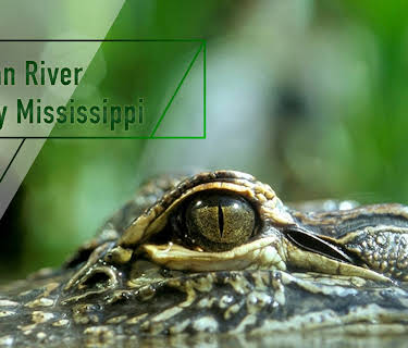 Ol' Man RIver, The Mighty Mississippi