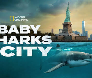 Baby Sharks in the City (2024)