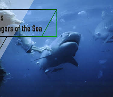 Sharks - Scavengers of the Sea (2003)