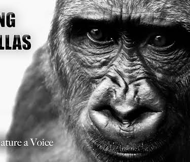 Saving Gorillas - Giving Nature a Voice (2019)