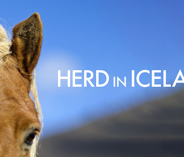 Herd in Iceland (2013)