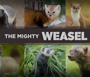 The Mighty Weasel (1982)