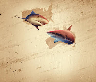 Bull Shark Showdown