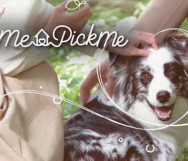 Pet Me Pick Me