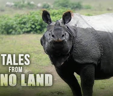 Tales from Rhino Land