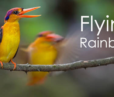 Flying Rainbow (2016)