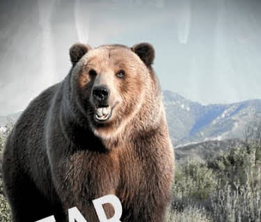 Bear Evidence (2001)