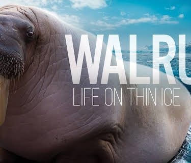 Walrus: Life on Thin Ice (2025)