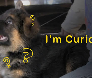 I'm Curious