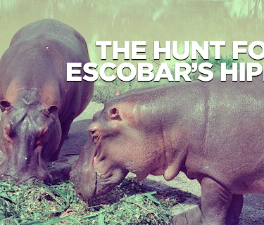 The Hunt for Escobar's Hippos (2020)