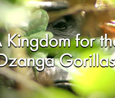 A Kingdom For The Dzanga Gorillas