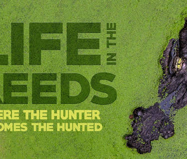 Life in the Reeds Where the Hunter Becomes the Hunted (2015)