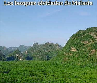 The Forgotten Forests of Malaysia