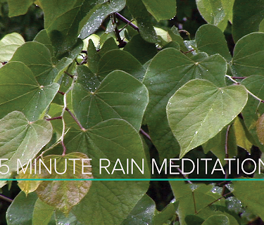 15 Minute Rain Meditation