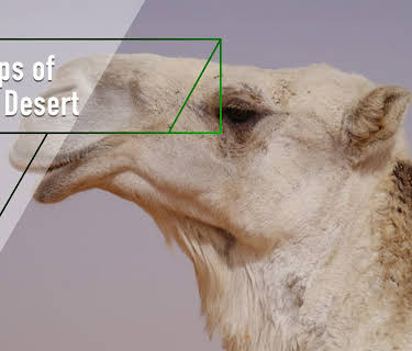 Ships of the Desert (2002)