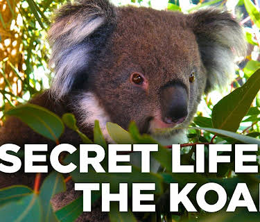 Secret Life Of The Koala