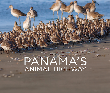 Panama's Animal Highway (2017)
