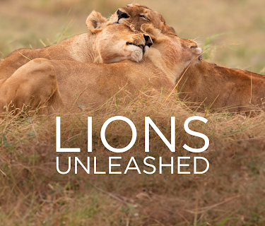 Lions Unleashed (2017)