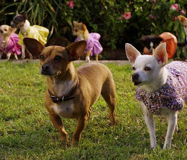 Un chihuahua en Beverly Hills 2 (2011)