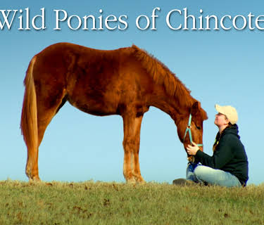 The Wild Ponies of Chincoteague (2019)