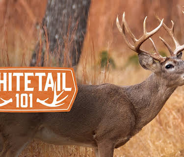 Whitetail 101