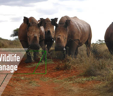 The Wildlife Orphanage