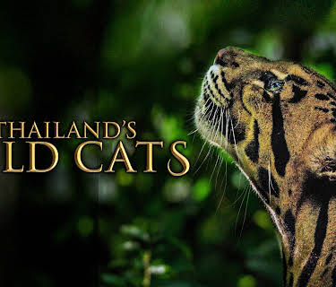 Thailand’s Wild Cats (2024)