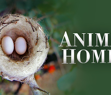 Animal Homes, Season 1
