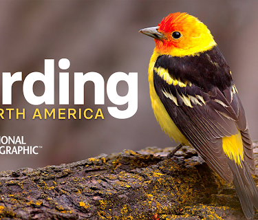 The National Geographic Guide to Birding in North America