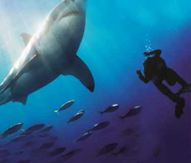 Sharkwise (2011)
