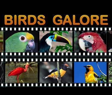 Birds Galore (2022)