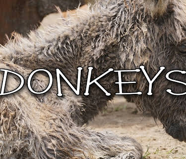 Donkeys (2024)