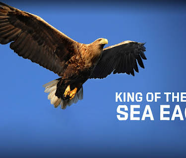 King of the Seas - Sea Eagle (2015)