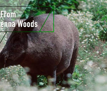 Tales from the Vienna Woods (1999)