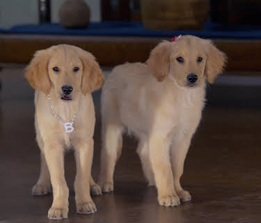 Treasure Buddies (2012)