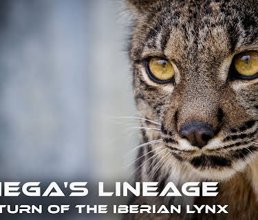 Saliega's Lineage, the Return of the Iberian Lynx (2019)