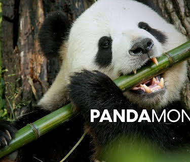 Pandamonium