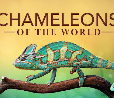 Chameleons of the World