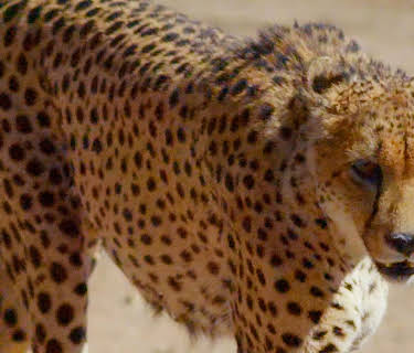 Great Parks of Africa: Kgalagadi Transfrontier Park (2016)