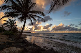 Family Ingredients, Season 1: Puerto Rico Arroz con Gandules