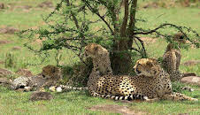 Grandes Documentales Persiguiendo La Lluvia