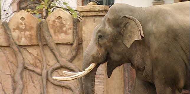 10:35: Elefant, Tiger & Co. (252) | MDR Fernsehen | 11/6 2025