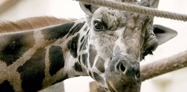 03:15: Elefant, Tiger & Co. (551) | MDR Fernsehen | 3/19 2026