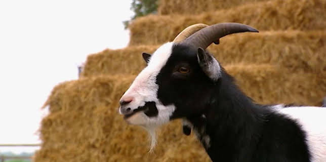 4:10 PM: Treubh an Tuathanais (Big Barn Farm) (S2) | BBC Alba | 11/8 2025