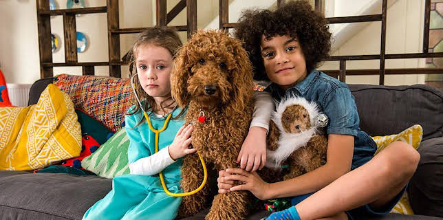 Waffle the Wonder Dog