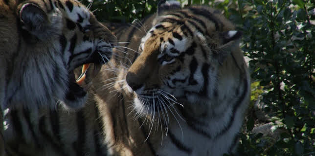 06:30: Dyrepasserne | TV 2 | 11/17 2025