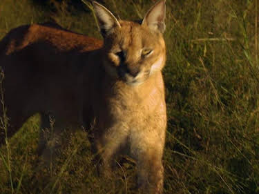 10:50: Das Waisenhaus für wilde Tiere | SWR Fernsehen RP | 8/5 2026