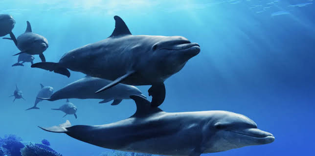 Ocean With David Attenborough (2025)