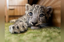 Snow Leopards Of Leafy London: Episode 2